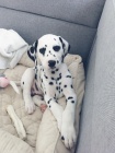 Dalmatsk� �t���tka bez PP na prodej