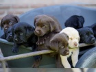  Labradorsk� retriever - Barevn� �t���tka