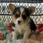 tata Pembroke Welsh Corgi bez PP na prodej.