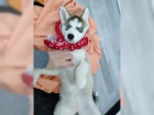 �t���tka husky na prodej