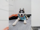 �t���tka husky na prodej