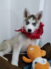 �t���tka husky na prodej