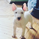 Bulteri�r, Anglick� bulteri�r, Bul�k