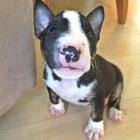 Bulteri�r, Anglick� bulteri�r