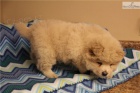 chow chow �t��ata