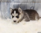 sibi�sk� husky k adopci N�dhern� �t��ata