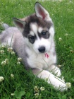 roztomil� sibi�sk� husky. .