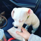 �pi�kov� �t���tka PITBULL