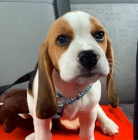 BEAGLE �t��ata