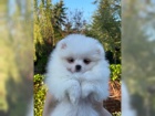 Pomeranian �t��ata