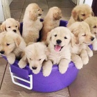 Zlat� retr�vr �t��ata