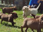 �istokrevn� �t��ata labrador� jsou nyn� k dispozici