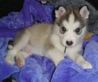 Super roztomil� alja�sk� malamutov� �t��ata