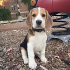 vynikaj�c� �t��ata Beagle ..