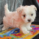 VAKCINOVAN� miniaturn� maltsk� �t���tka na prodej.