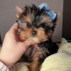 kr�sn� �t���tka miniaturn�ho yorkshire teri�ra na prodej.