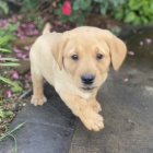 Zdrav�, o�kovan� a od�erven� kr�sn� �t���tka labradorsk�ho retr�vra na prodej.