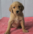 na prodej o�kovan� a od�erven� �t��ata zlat�ch retr�vr� d�vek a chlapc�.