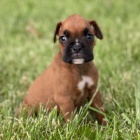 zdrav�, od�erven� a o�kovan� kr�sn� n�meck� �t��ata boxera na prodej.