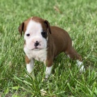 zdrav�, od�erven� a o�kovan� kr�sn� n�meck� �t��ata boxera na prodej.