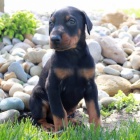 �t��ata dobermana na prodej.