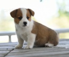 krsn andlsk oderven a okovan tata Pembroke Welsh Corgi na prodej.