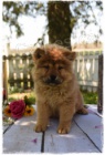 �t���tka �au �au (Chow chow) jsou p�ipravena na nov� rodiny.