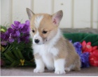 �t��ata pombrake vel�sk�ho corgi jsou p�ipravena k p�ijet�.