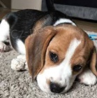 vynikaj�c� �t��ata Beagle ..
