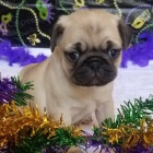 Mops �t��ata chlapci a d�vky