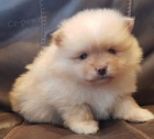 Pomeranian s PP~FCI ~ mu�i a �eny �t��ata na prod