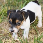 Jack Russell teri�r �t��ata na prodej