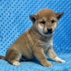 Kr�sn� Shiba inu �t���tka s PP