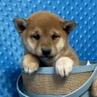Kr�sn� Shiba inu �t���tka s PP