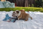 Anglick� buldog bez PP