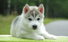 sibi�sk� husky
