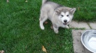 Alja�sk� d�ti Malamute jsou k dispozici co nejd��ve