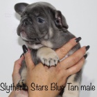 Lilac a blue tan francouzsk� buldok �t��ata