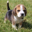 vynikaj�c� �t��ata Beagle ..