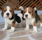 �t��ata beagle