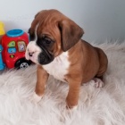 N�meck� boxer s PP