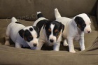 Jack Russell teri�r