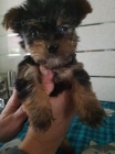 jorkrsk terir,yorkshire terrier