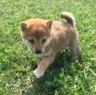 tata shiba inu bez PP na prodej