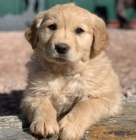 hrav� a zdrav� �t��ata zlat�ho retr�vra