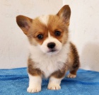 Welsh Pembroke corgi tri barevn� t. Byli vychov�ni v na�em dom� spolu se svou matkou a t�tou. s certifik�tem 5 generace, od�erven� o�kov�n�