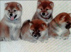 �t��ata shiba inu