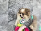 Pomeranian �ensk� s PP FCI