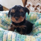 miniaturn� �t��ata york��rsk�ho teri�ra na prodej.