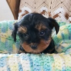 miniaturn� �t��ata york��rsk�ho teri�ra na prodej.